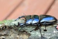 Antaeus stag beetle Royalty Free Stock Photo