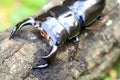 Antaeus stag beetle Royalty Free Stock Photo