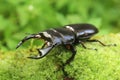 Antaeus stag beetle Royalty Free Stock Photo