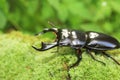 Antaeus stag beetle Royalty Free Stock Photo