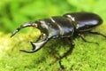 Antaeus stag beetle Royalty Free Stock Photo