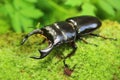 Antaeus stag beetle Royalty Free Stock Photo