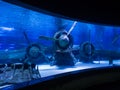 Antalya aquarium