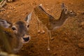 ANTALYA, TURKEY: Deer at the zoo in Antalya.