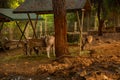 ANTALYA, TURKEY: Deer at the zoo in Antalya.