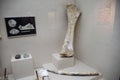 Mammoth's bone and tusk. Mammoth bone in the Antalya Museum