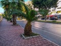 Palm trees on Sinanoglu Street in Antalya. Beautiful cityscape of a tropical town with green