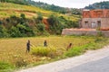 Antananarivo, Madagascar - April 24, 2019: Three unknown Malagasy people working on wet rice field, half built house near them,