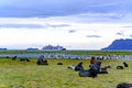 Antarctic fur seal harem and lots of king penguins in beautiful landscape of South Georgia, Antarctica. Cruise liner in background Royalty Free Stock Photo