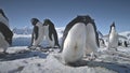 Antarctic adelie penguin couple play closeup