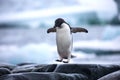 An antarctic Adelie penguin jumping between the rocks