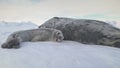 Antarctic baby adult weddell seal lying on snow Royalty Free Stock Photo