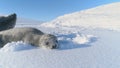 Antarctic baby weddell seal play with snow Royalty Free Stock Photo