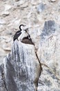 Antarctic Blue-eyed Shag Family nesting on the high rocks at Brown Bluff Royalty Free Stock Photo