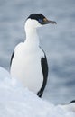 Antarctic blue-eyed shags.