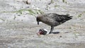 Brown Skua with penguin