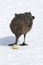 Antarctic or brown skua who eats eggs Adelie penguin stolen from