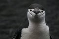 Antarctic Chinstrap Penguin Royalty Free Stock Photo