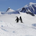 Antarctic coast