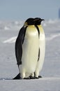 Antarctic couple Royalty Free Stock Photo