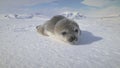 Antarctic cute baby weddell seal muzzle closeup