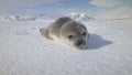 Antarctic cute baby weddell seal muzzle closeup Royalty Free Stock Photo
