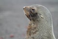 Antarctic fur seal, Antarctica Royalty Free Stock Photo