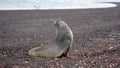 Antarctic fur seal in Antarctica Royalty Free Stock Photo