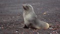 Antarctic fur seal in Antarctica Royalty Free Stock Photo