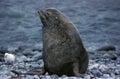 OTARIE A FOURRURE ANTARCTIQUE arctocephalus gazella Royalty Free Stock Photo