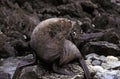 Antarctic Fur Seal, arctocephalus gazella, Adult standing on Rock Royalty Free Stock Photo