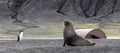 Antarctic fur seal (Arctocephalus gazella) Royalty Free Stock Photo