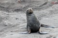 Antarctic fur seal, arctocephalus gazella, Antarctica Royalty Free Stock Photo