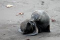 Antarctic fur seal, arctocephalus gazella, Antarctica Royalty Free Stock Photo