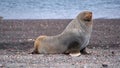 Antarctic fur seal in Antarctica Royalty Free Stock Photo