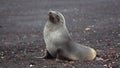 Antarctic fur seal in Antarctica Royalty Free Stock Photo