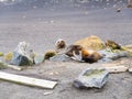 Antarctic fur seal, Arctocephalus gazella on beach of Whalers Ba Royalty Free Stock Photo