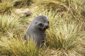 ANTARCTIC FUR SEAL arctocephalus gazella, FEMALE STANDING IN LONG GRASS Royalty Free Stock Photo