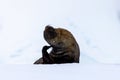 Antarctic fur seal (Arctocephalus gazella) Royalty Free Stock Photo