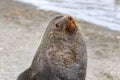 Huge male Antarctic fur seal - Arctocephalus gazella - looking to viewer. Wildlife in South Georgia. Royalty Free Stock Photo