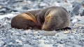 Antarctic fur seal Royalty Free Stock Photo