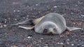 Antarctic fur seal in Antarctica Royalty Free Stock Photo