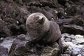 ANTARCTIC FUR SEAL arctocephalus gazella, MALE STANDING ON ROCK Royalty Free Stock Photo