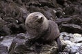 OTARIE A FOURRURE ANTARCTIQUE arctocephalus gazella Royalty Free Stock Photo