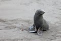 Antarctic fur seal, arctocephalus gazella, Antarctica Royalty Free Stock Photo