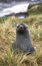 ANTARCTIC FUR SEAL arctocephalus gazella, PORTRAIT OF ADULT Royalty Free Stock Photo