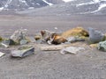 Antarctic fur seal, Arctocephalus gazella resting on beach of Whalers Bay, Deception Island, South Shetland Islands, Antarctica Royalty Free Stock Photo