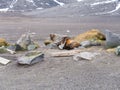 Antarctic fur seal, Arctocephalus gazella showing teeth while re Royalty Free Stock Photo