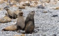 Antarctic fur seal (Arctocephalus gazella) in the South Shetland Islands Royalty Free Stock Photo