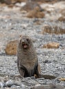 Antarctic fur seal (Arctocephalus gazella) in the South Shetland Islands Royalty Free Stock Photo